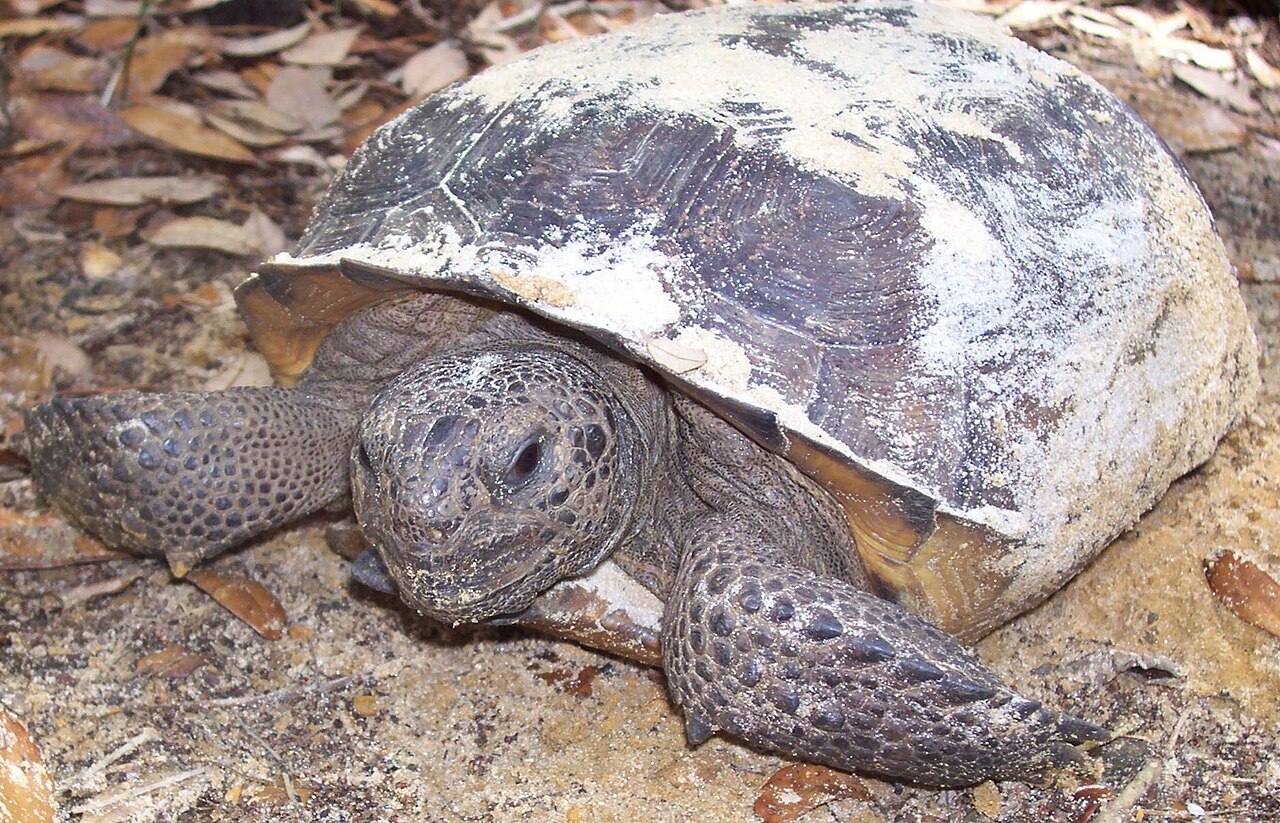 Hissing: the sound almost every turtle makes