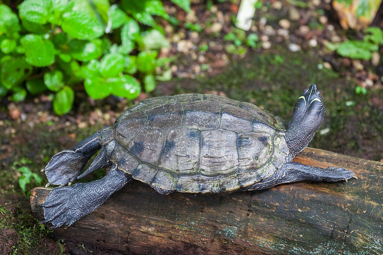 Squeaks and chirps: why do turtles squeak?