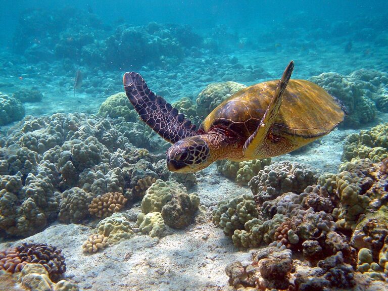 Turtle Symbolism: What It Means to See One, by Tradition and Situation