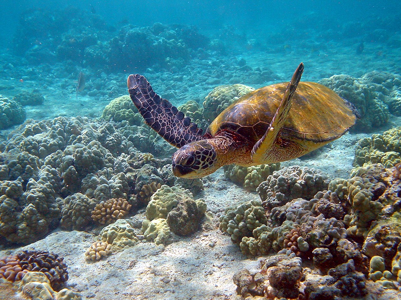Turtle Symbolism: What It Means to See One, by Tradition and Situation