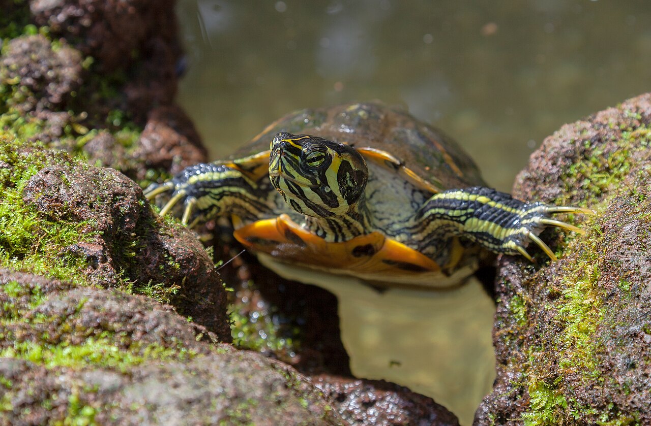 Turtle Symbolism Across Traditions