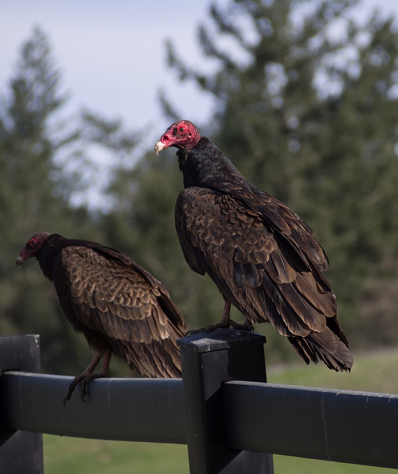 Are vultures a good or bad omen?
