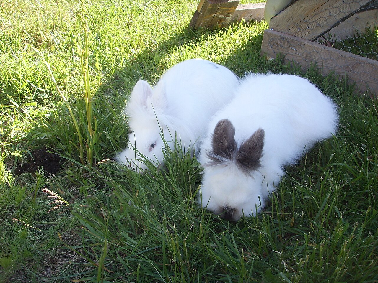 What Can Rabbits Eat? Safe Foods, Daily Portions and What to Avoid