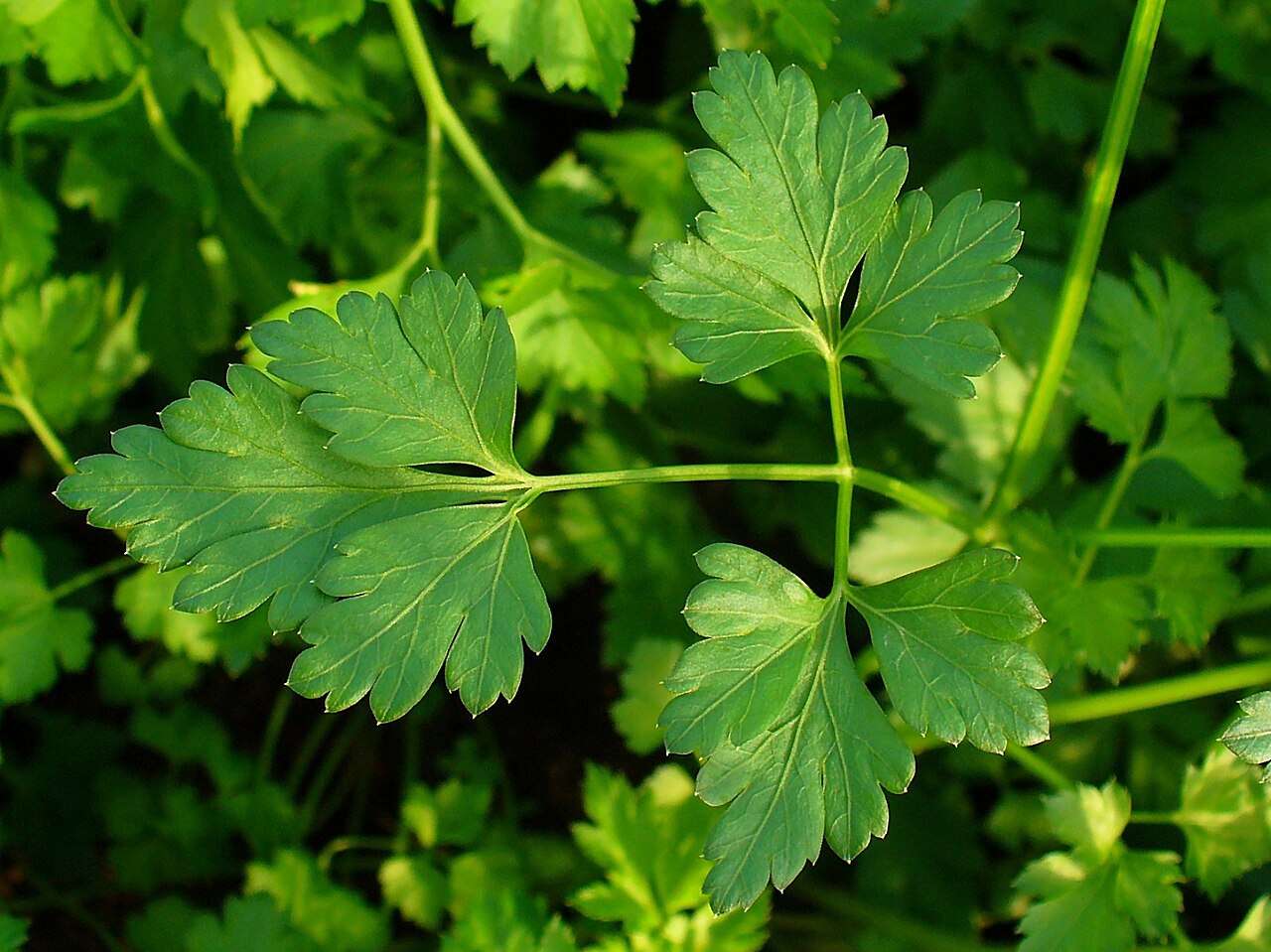 Safe Vegetables and Herbs, Sorted by How Often to Feed Them