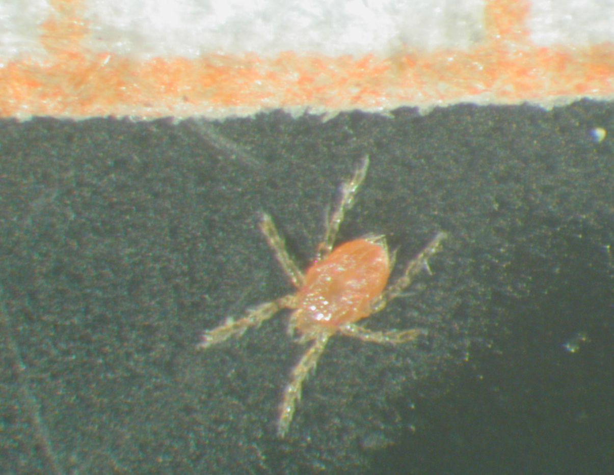 What Do Chigger Bites Look Like? Clusters, Timing and 6 Lookalikes