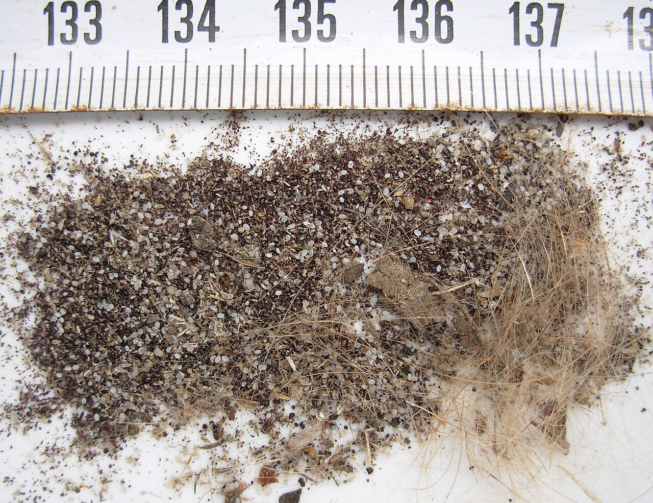 What Chigger Bites Look Like Day by Day