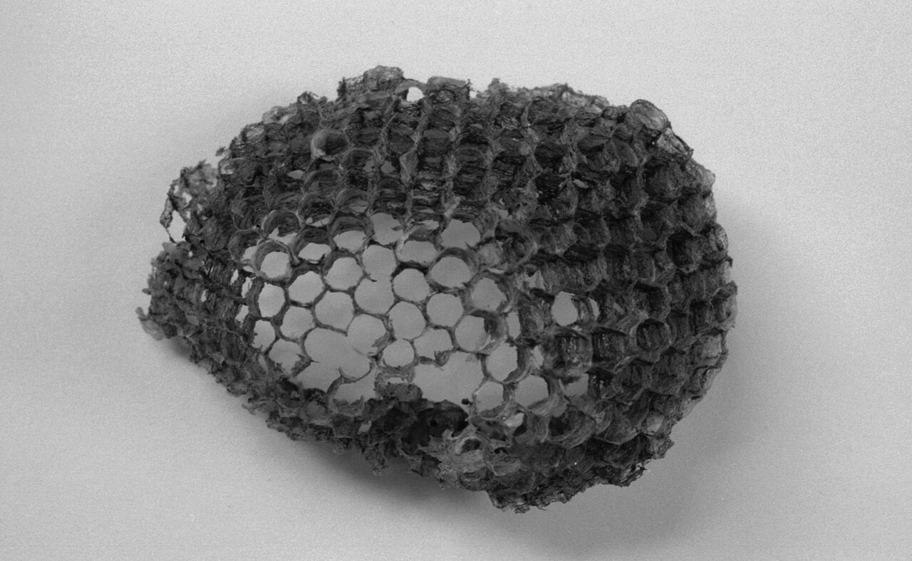 What Does a Wasp Nest Look Like? 4 Types and How to Tell