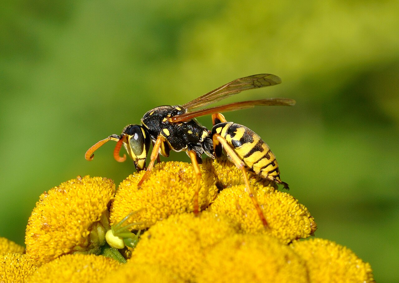 Paper Wasp Nests: The Open Umbrella Comb