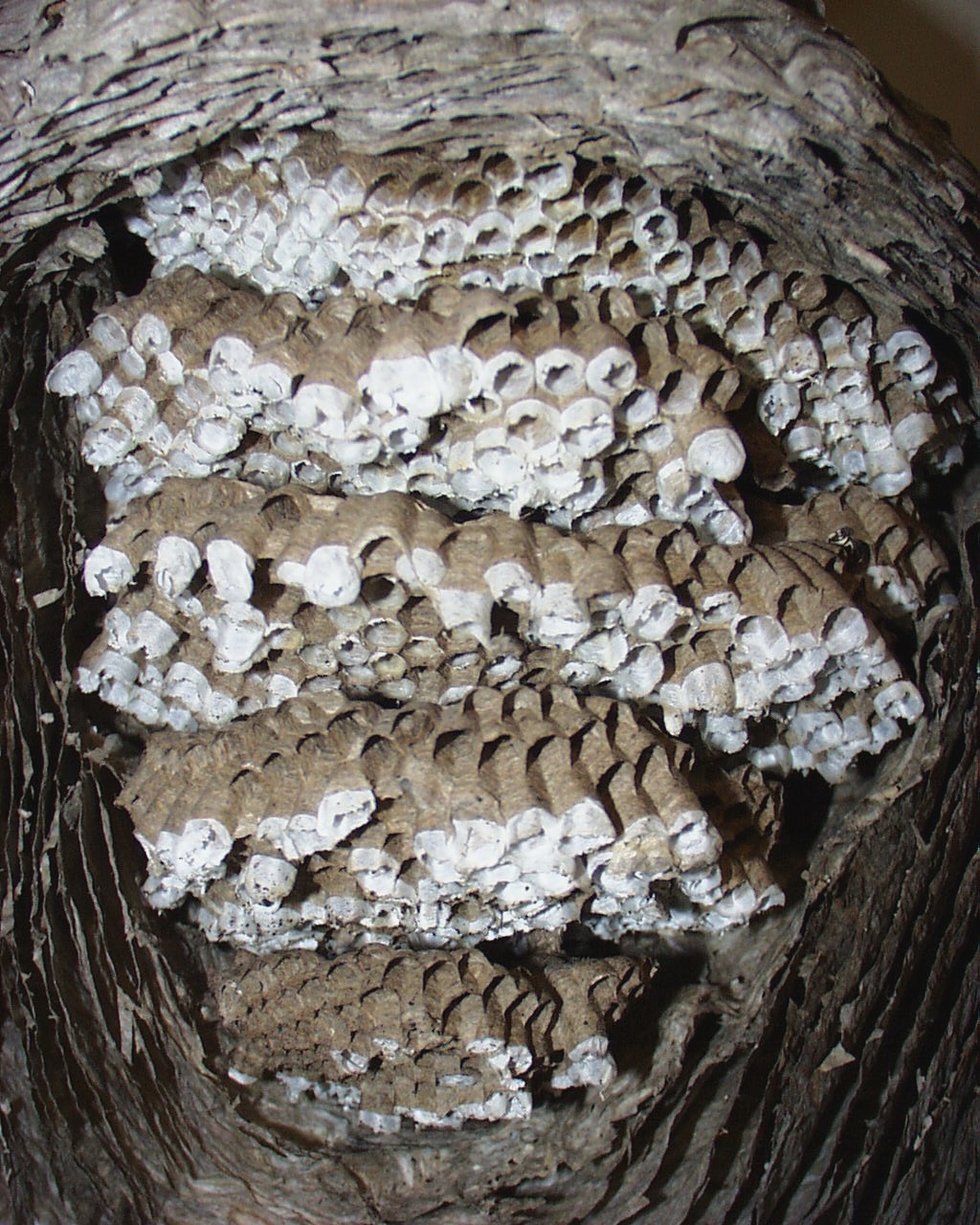 Yellowjacket Nests: Hidden in the Ground and in Walls