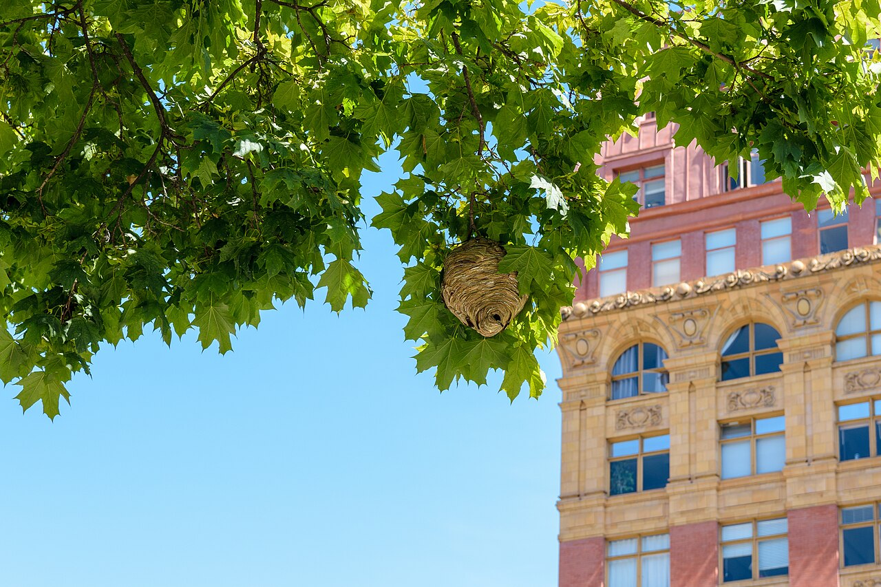 Bald Faced Hornet Nests: The Gray Football
