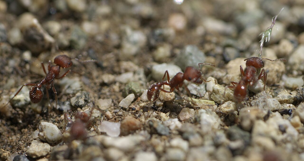 What Does an Ant Bite Look Like? Signs, Species and Lookalikes