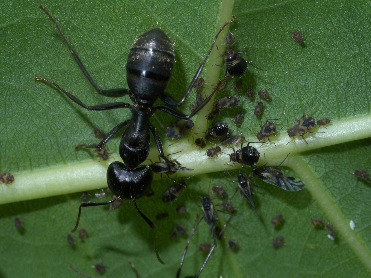 What Can Be Mistaken for an Ant Bite?