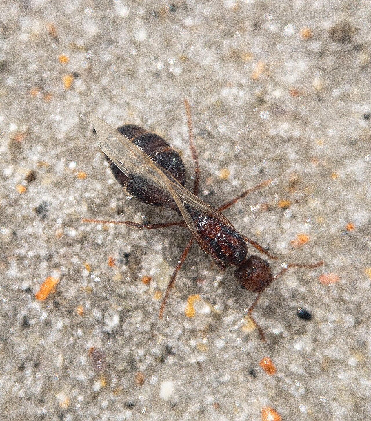 Fire Ant Stings vs Other Ant Bites