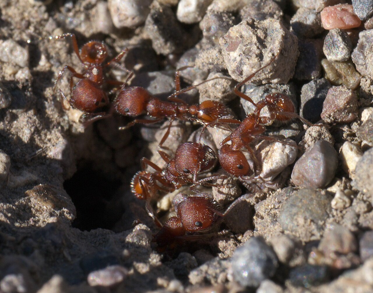 Treatment and When to Worry About an Ant Bite