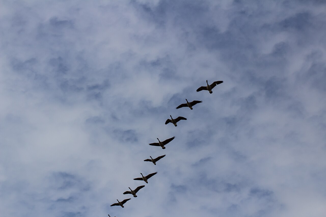 What Group of Birds Is Called a Parliament?