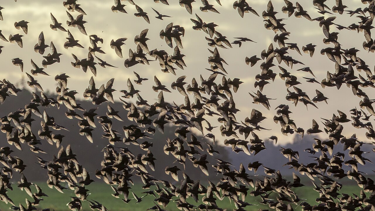What Is a Group of Crows Called?