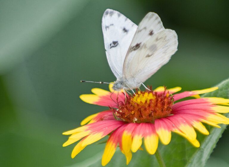 White Butterfly Symbolism: Angels, Souls and Signs