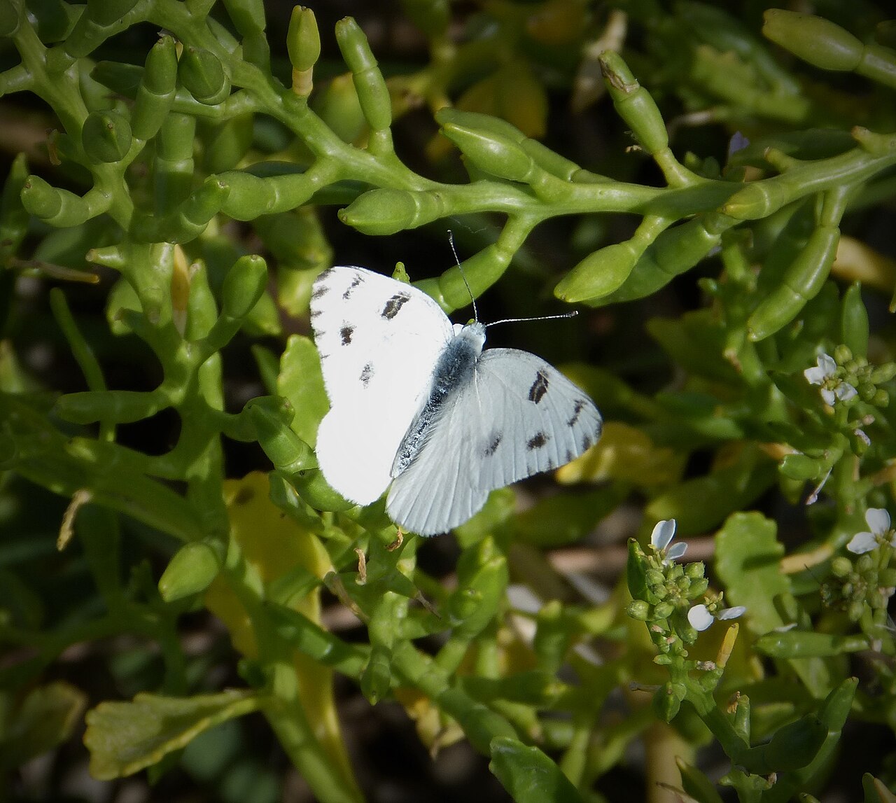 Pontia protodice