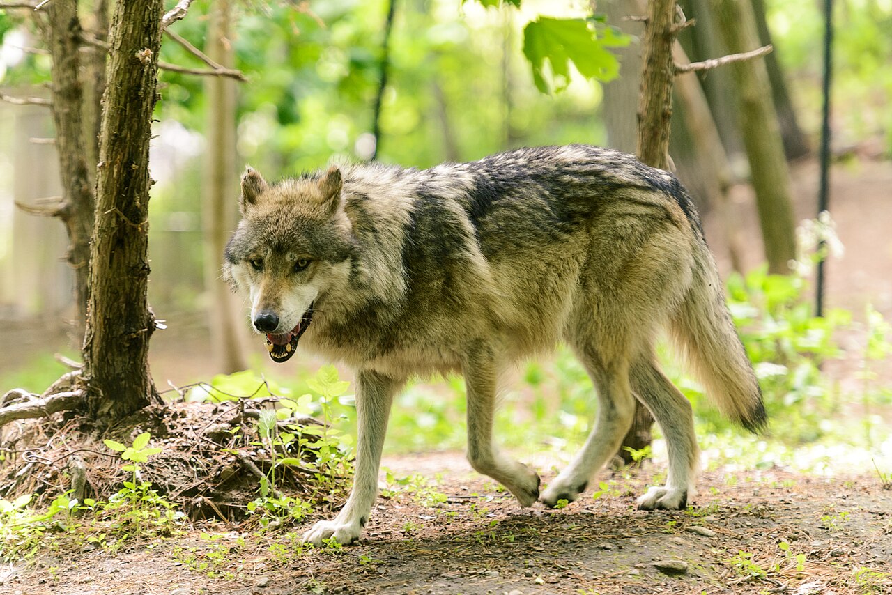 Wolf Dream Meaning: Attacking, Staring, Black, White or Howling