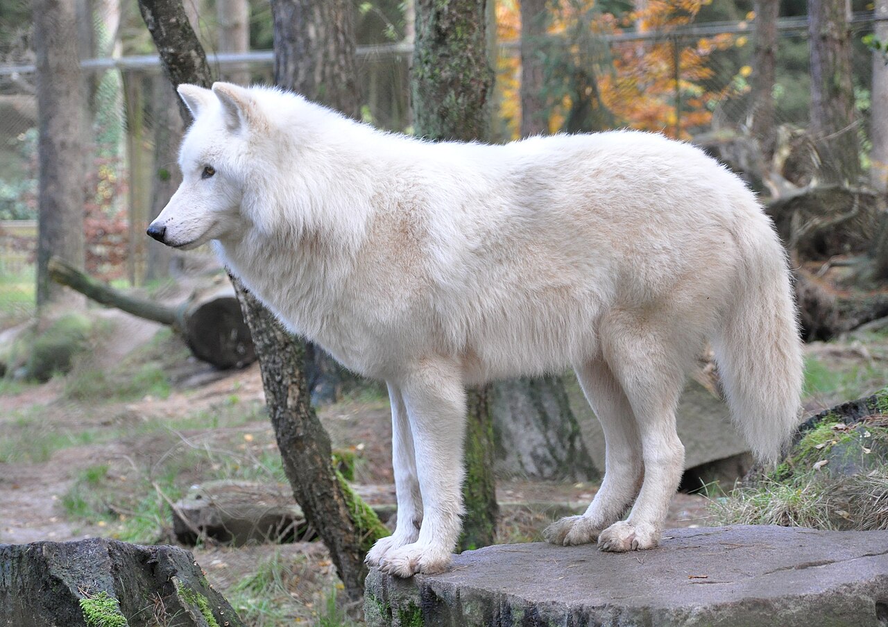 Is It Good to See a Wolf in a Dream?