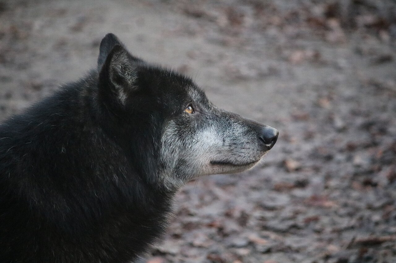 Is Seeing a Wolf a Good or Bad Omen?