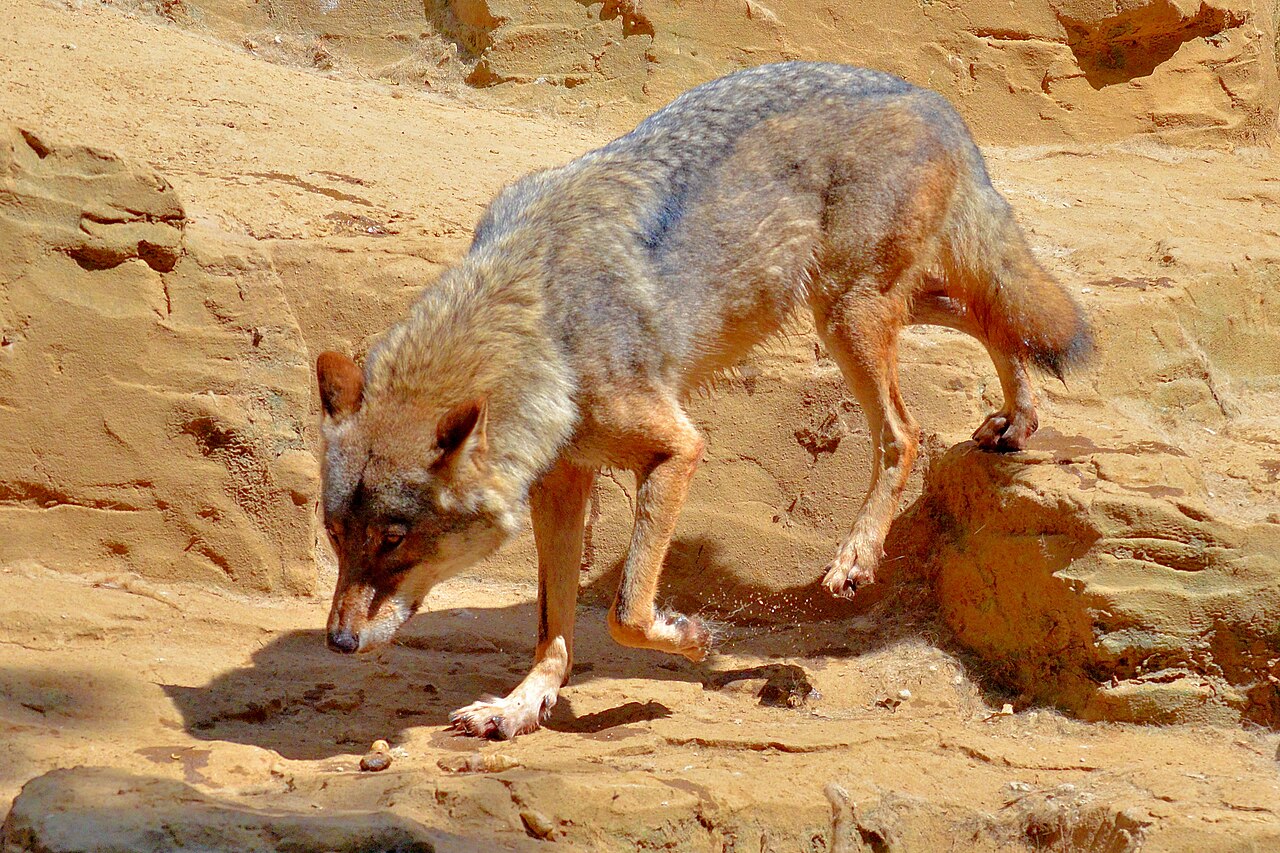What Does a Wolf Symbolize in Dreams?