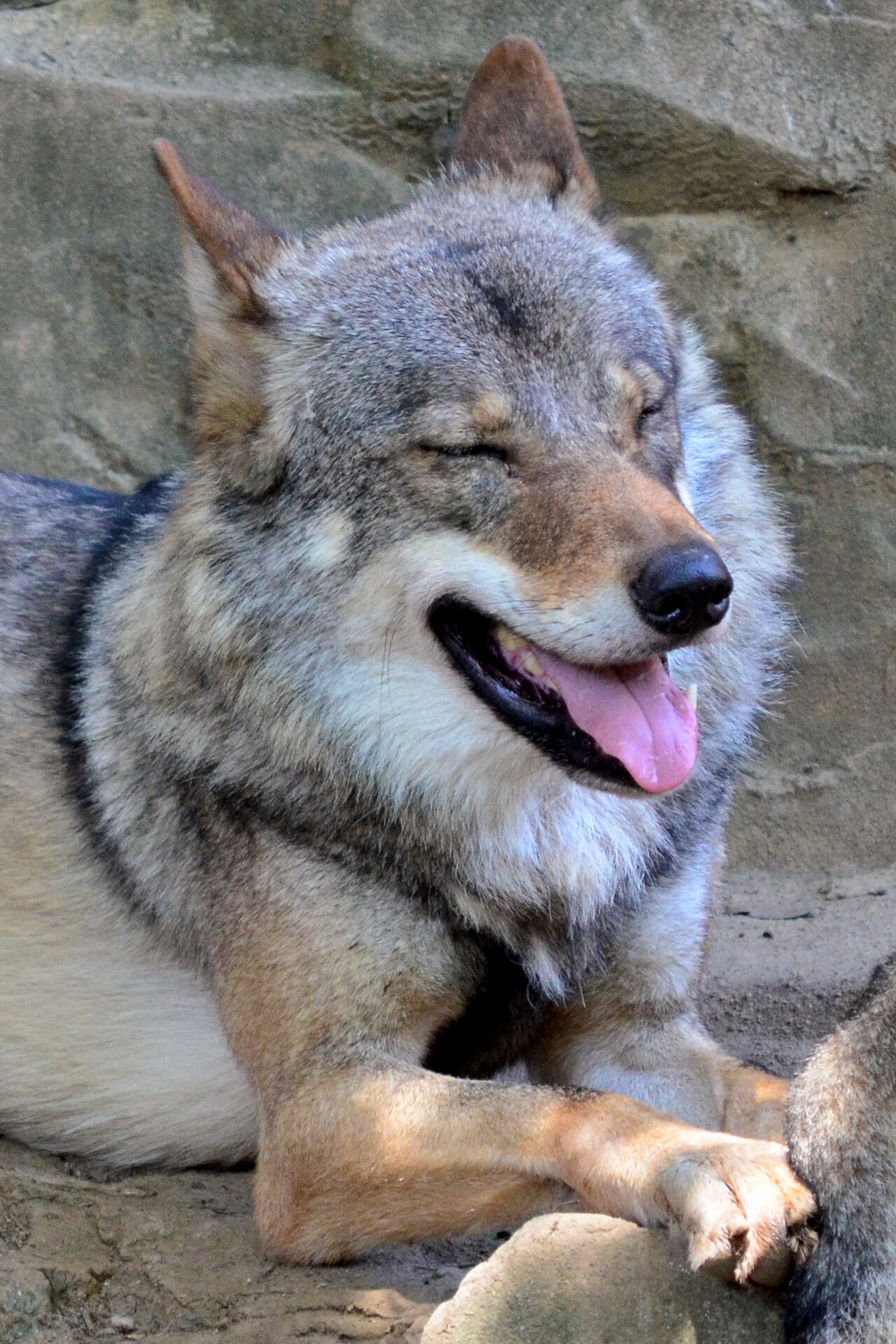 What Does It Mean If You Dream of Wolves Attacking You?