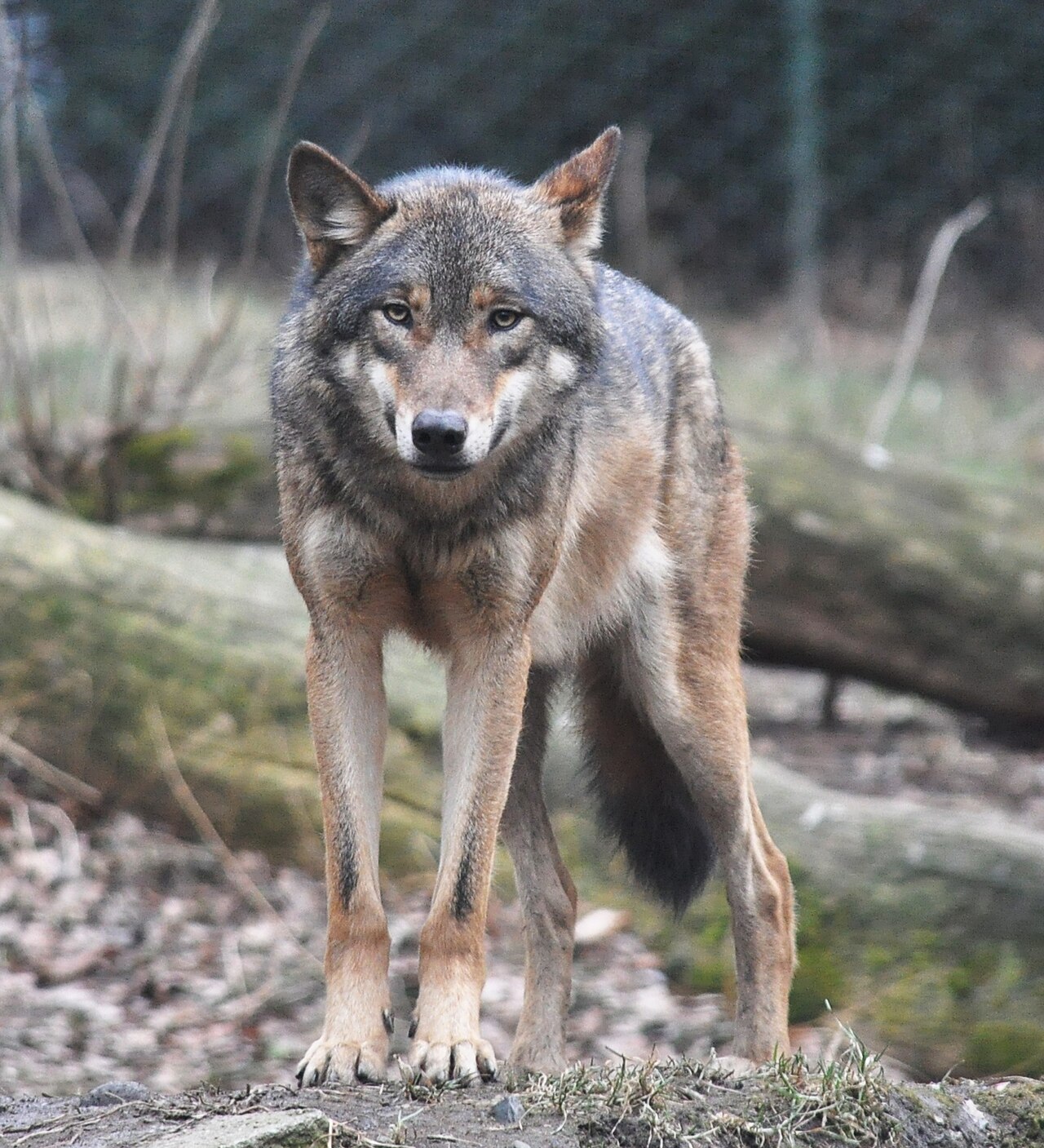 Wolf Symbolism in Native American, Biblical, Celtic and East Asian Traditions