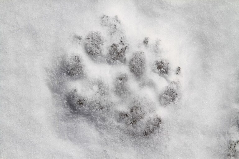 Wolf Tracks: How to Identify Them and Rule Out Dog or Coyote