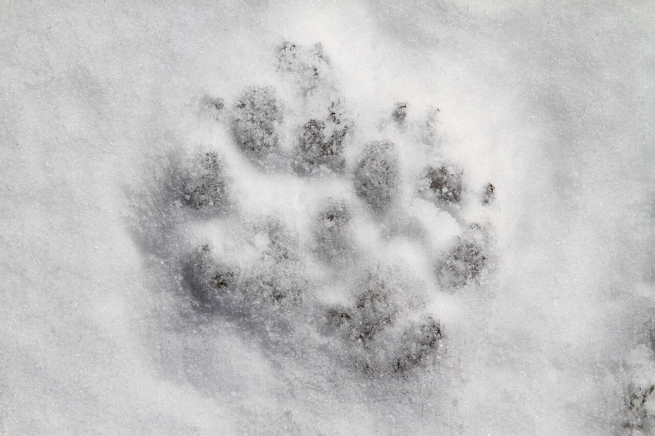 Wolf Tracks: How to Identify Them and Rule Out Dog or Coyote