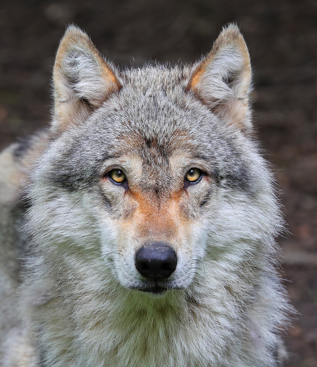 How to tell the difference between wolf and dog tracks