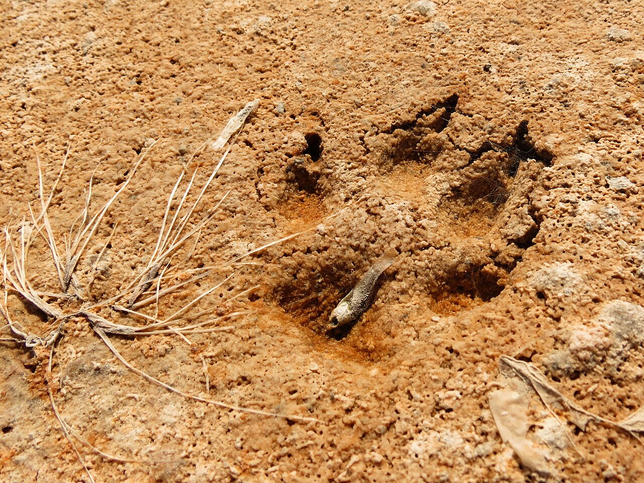 How can you tell the difference between a wolf track and a coyote track?