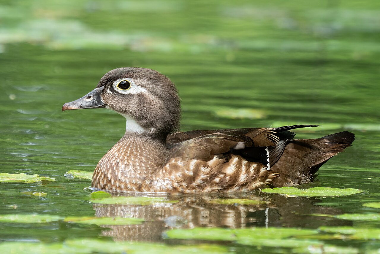 Wood Duck Sounds: 6 Calls, What Each Means and When You Hear It
