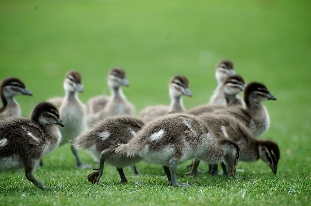 The Female Wood Duck Flight Call