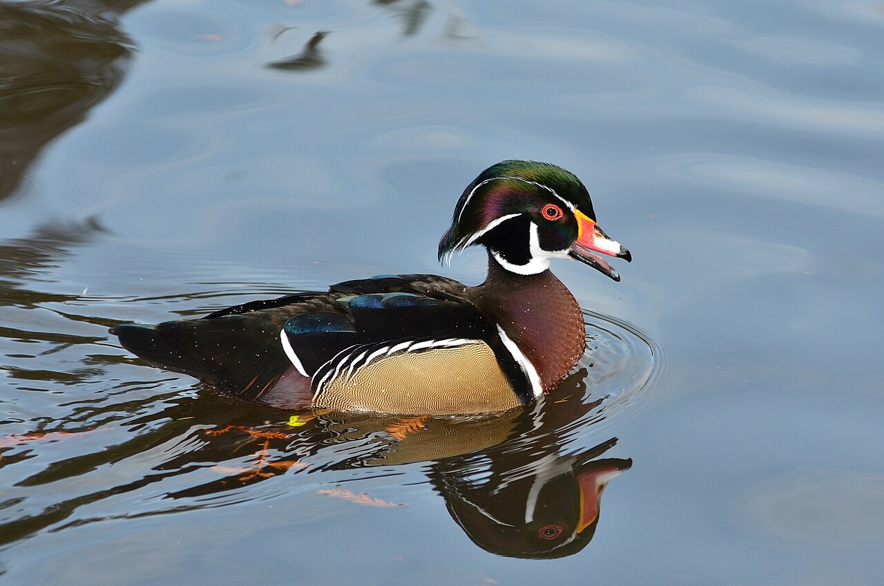 The Male Wood Duck Whistle