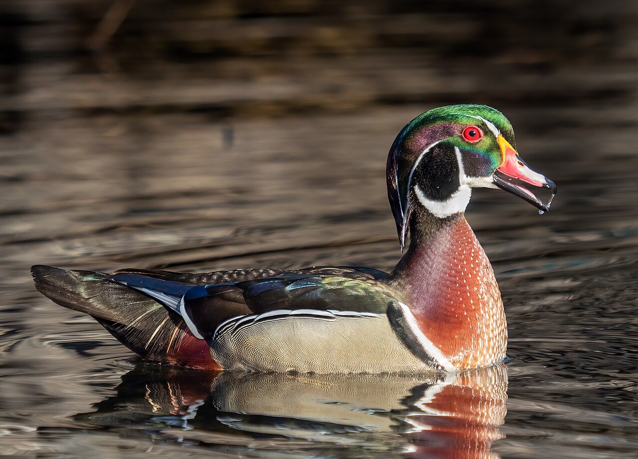Wood Duck Alarm Calls