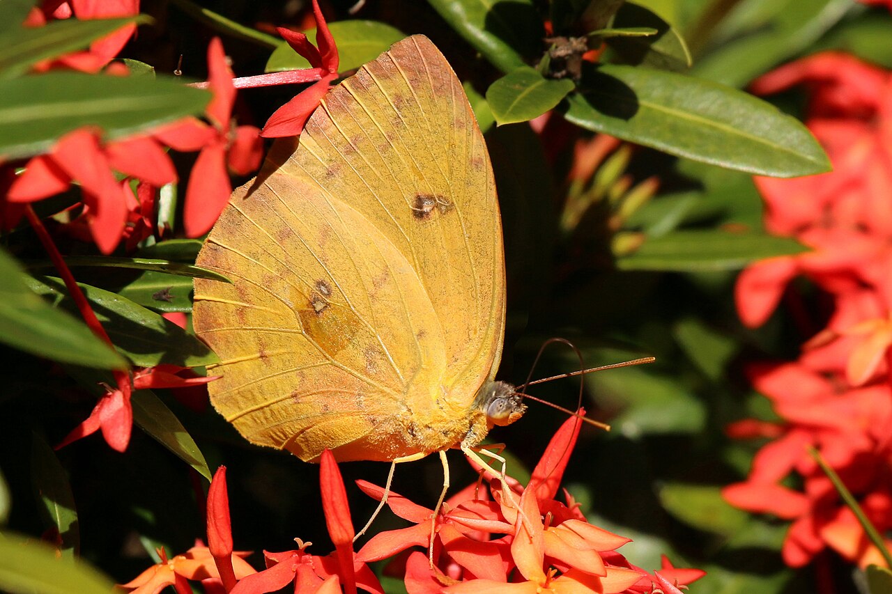 Yellow Butterfly Symbolism: Spiritual and Biblical Meaning