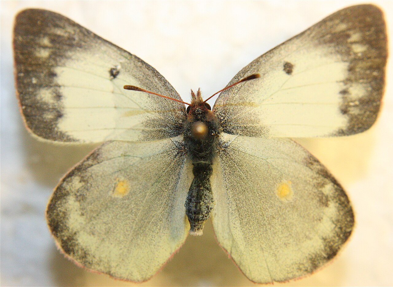 Colias philodice