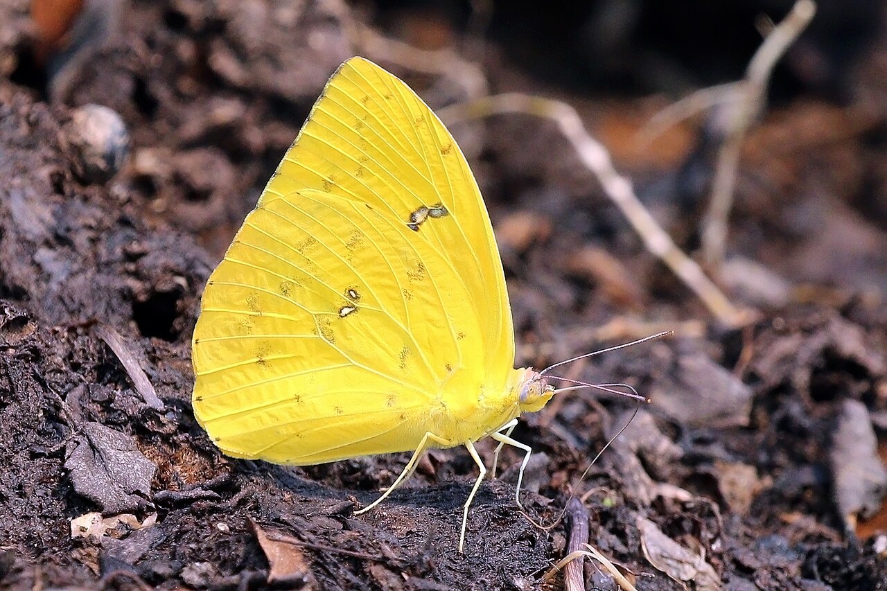 Phoebis sennae