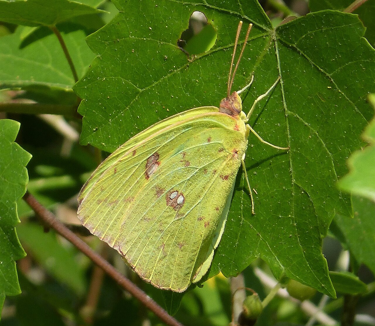 Phoebis sennae