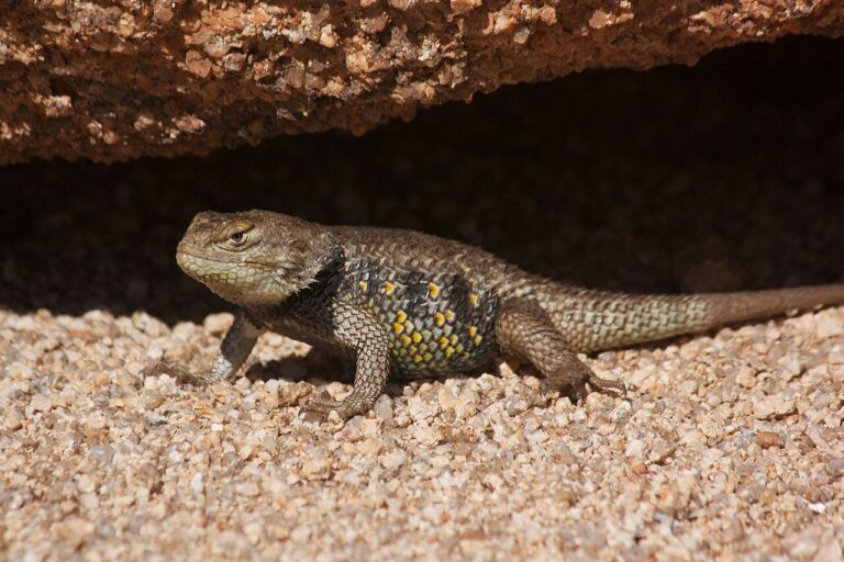 Yellow Lizard: 9 Species in the US and How to Tell Them Apart