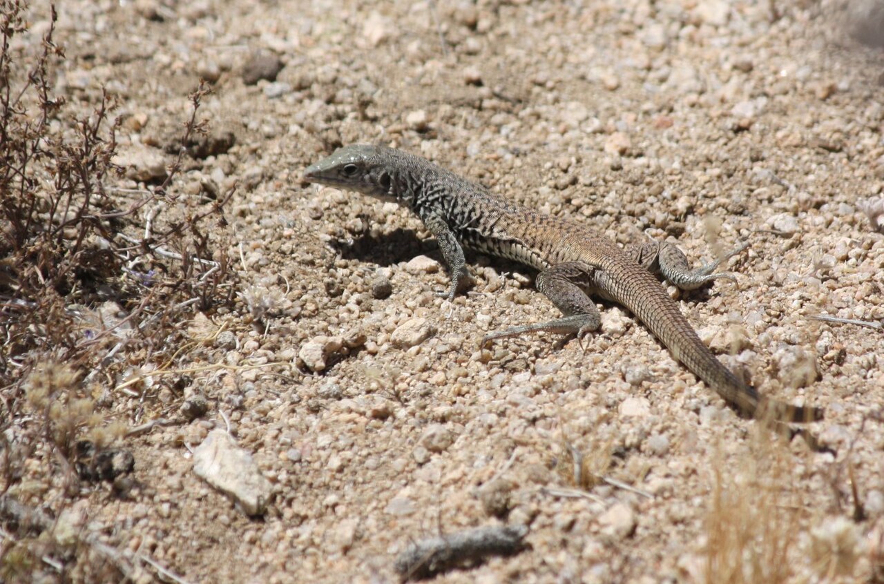 Is There a Yellow Lizard, or Is That Just Lighting?