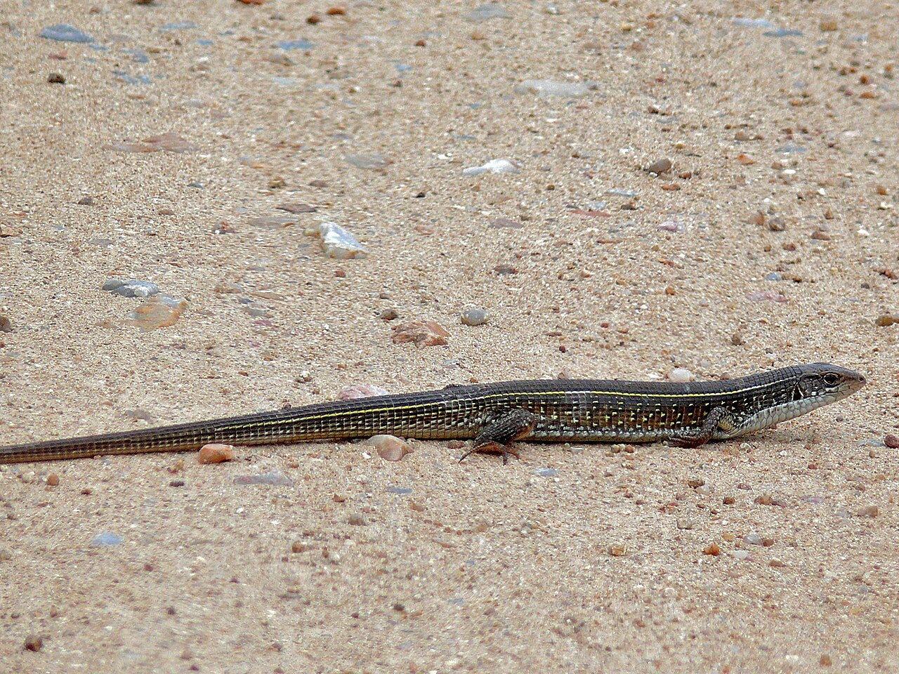 Yellow Backed Spiny Lizard (Sceloporus uniformis)