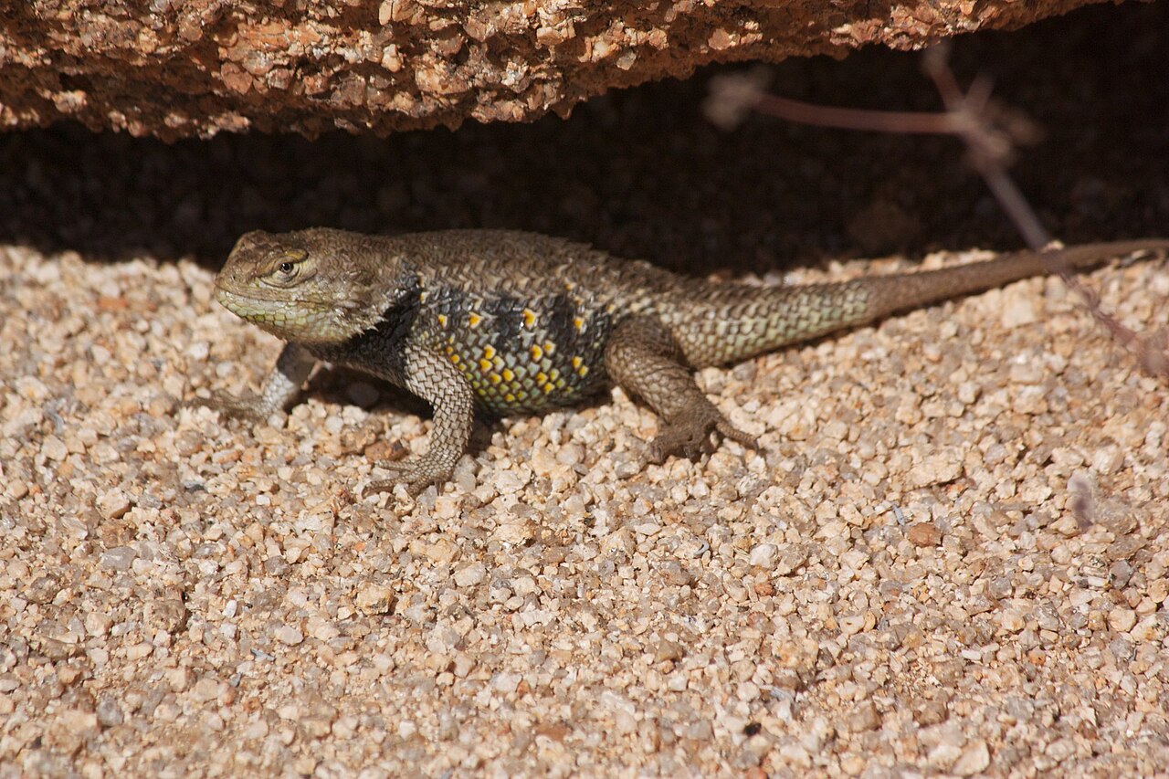 Desert Grassland Whiptail (Aspidoscelis uniparens)