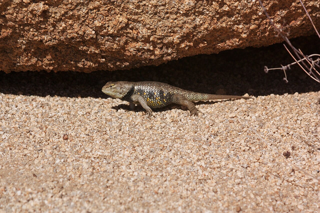 Five Lined Skink (Plestiodon fasciatus)