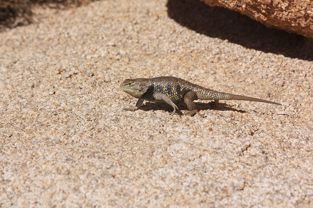 Broad Headed Skink (Plestiodon laticeps)